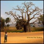 Congo Baobab, in Africa