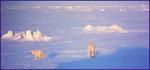 Polar Bears running off - Heleysundet - Svalbard