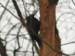 Black Woodpecker (Желна и продукты его работы)