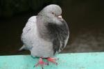 pigeon in Karlovy Vary