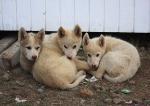 Husky Puppies!